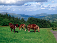 Wales-Wales-Black Mountains Trail